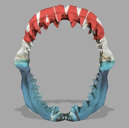 Jaws (Small) - Image 3