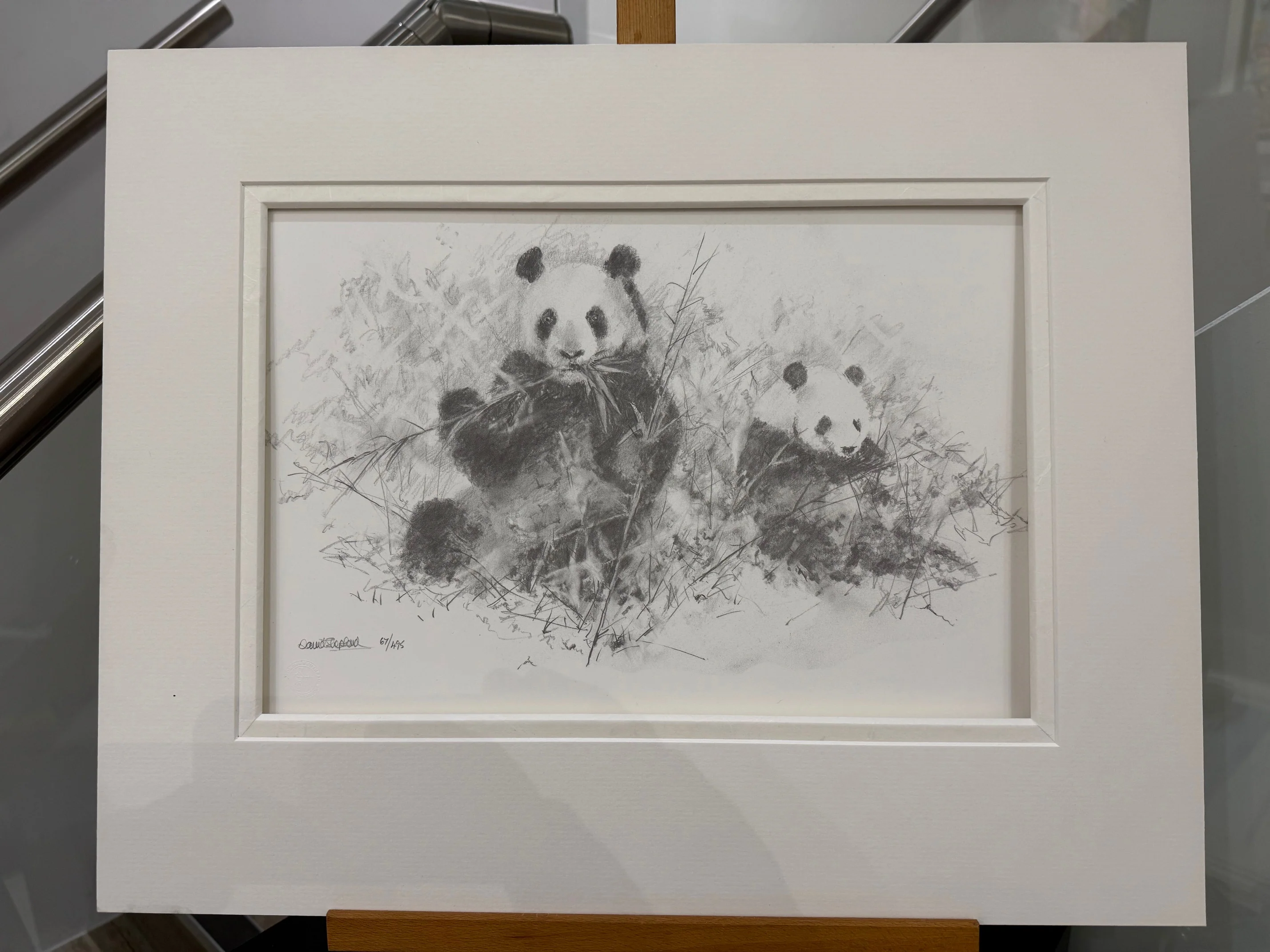Panda Pencil Sketch