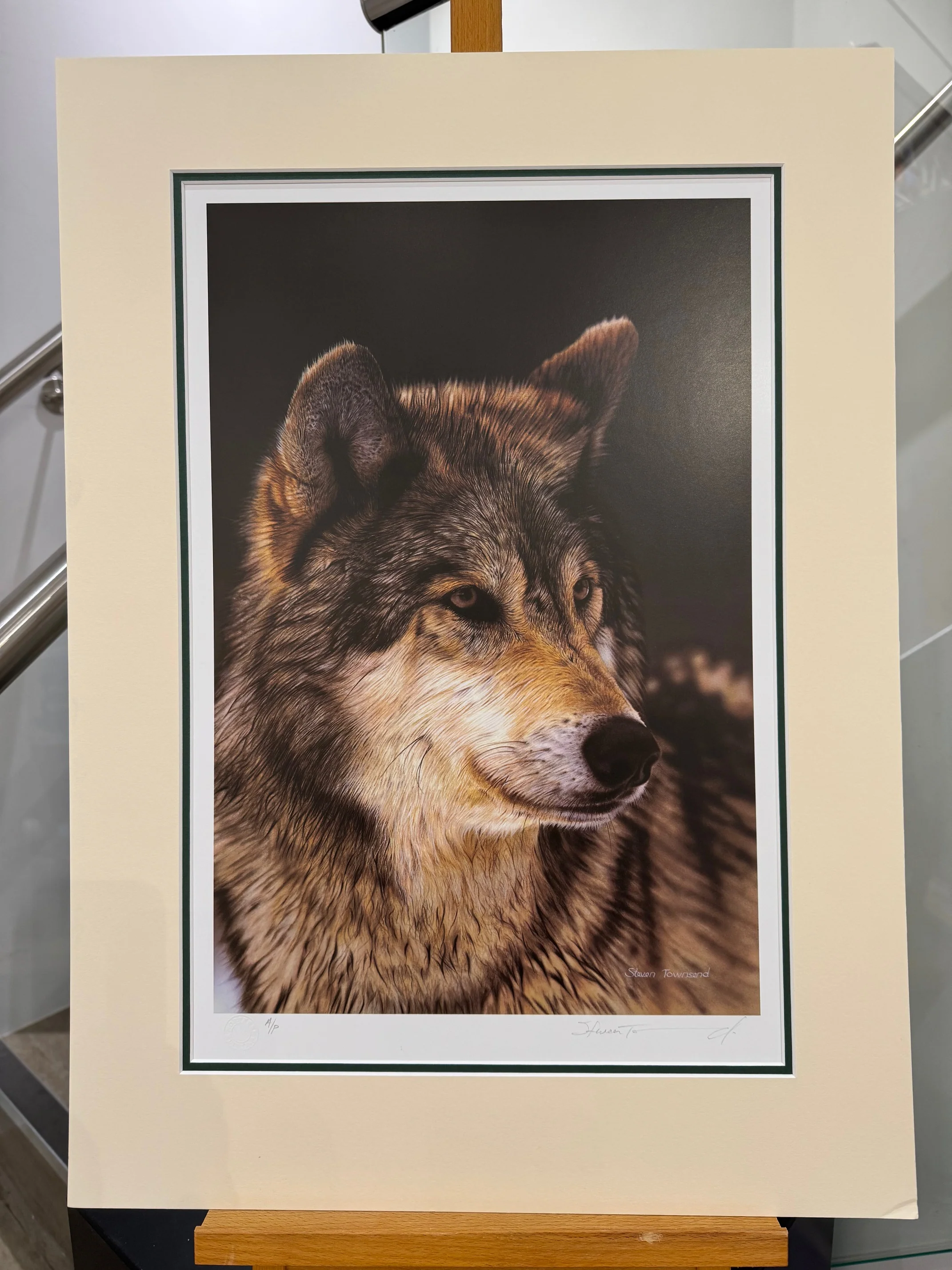 Study Of A Grey Wolf - Artist Proof