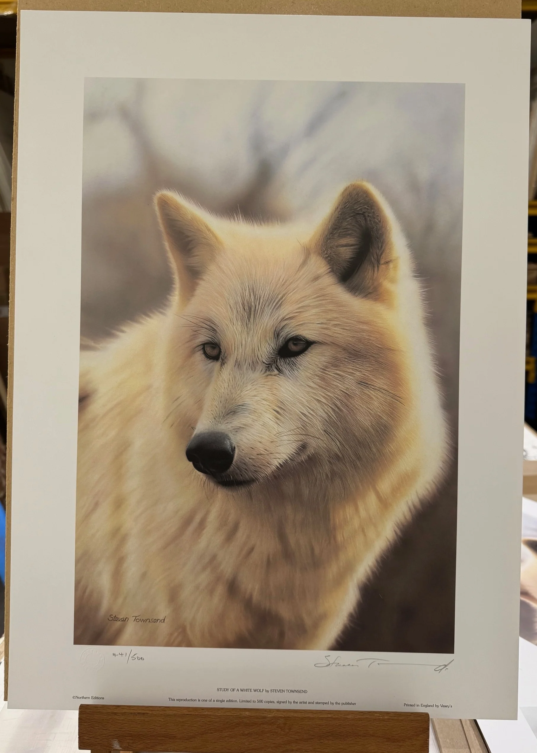 Study Of A White Wolf - Print Only
